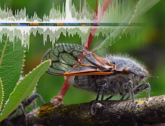 New paper - cicada symbiont transcriptomes!