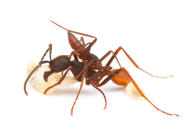 Photo shows a myrmecofile beetle sitting on an army ant worker that carries a larva