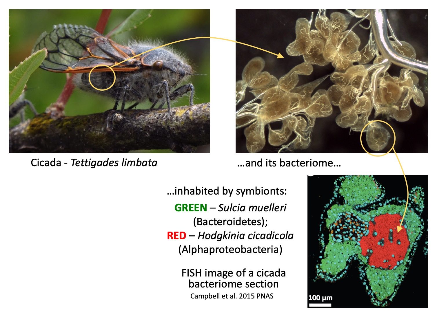 The cicada bacteriome: localization and contents