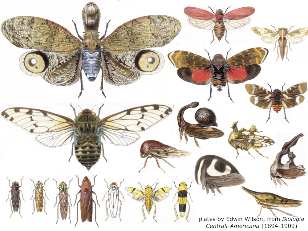 Diverse Auchenorrhyncha from Central America - a collage