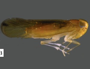 A new species of planthopper in easter Madagaskar described.
