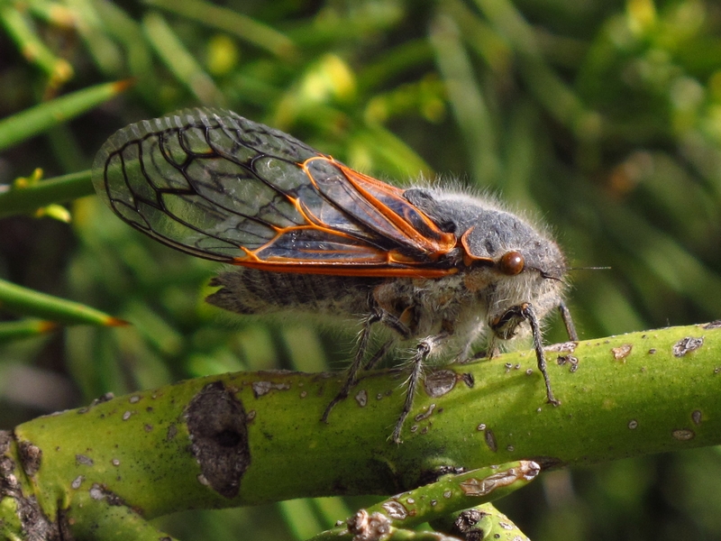 Picture of Auchenorrhyncha.